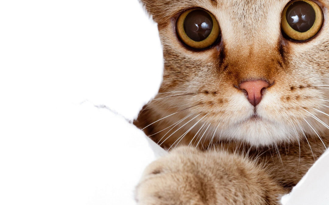A ginger tabby cat with wide, curious eyes peeks through a ripped hole in a white paper background, extending one paw forward - northplatteinsuranceagency.com